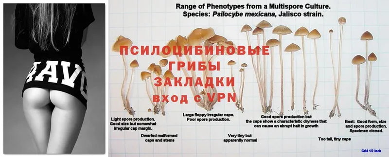 что такое наркотик  Северск  Псилоцибиновые грибы Cubensis 