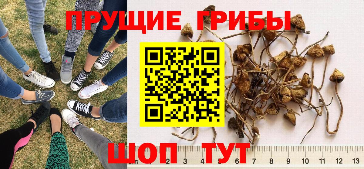 Псилоцибиновые грибы Cubensis Северск
